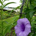 Ipomoea cairica fleur